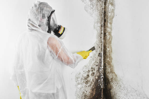 Professional Mold Removal in Tarrytown, NY