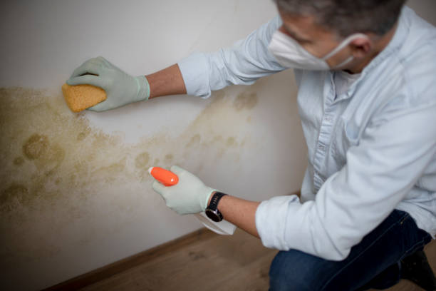 Best Fast Mold Removal  in Tarrytown, NY
