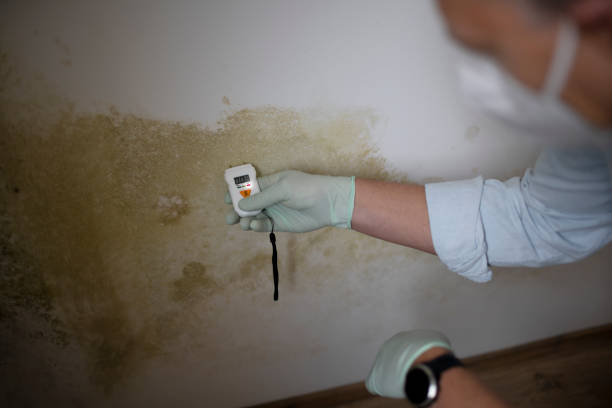 Best Professional Mold Removal  in Tarrytown, NY