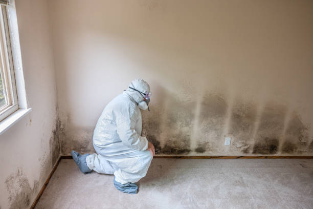 Best Mold Removal Process  in Tarrytown, NY
