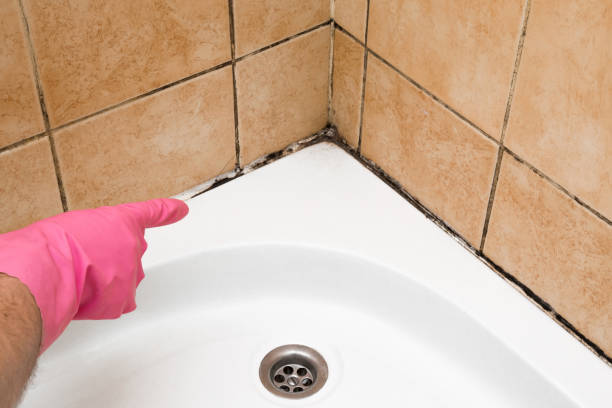 Best Best Mold Removal Companies  in Tarrytown, NY
