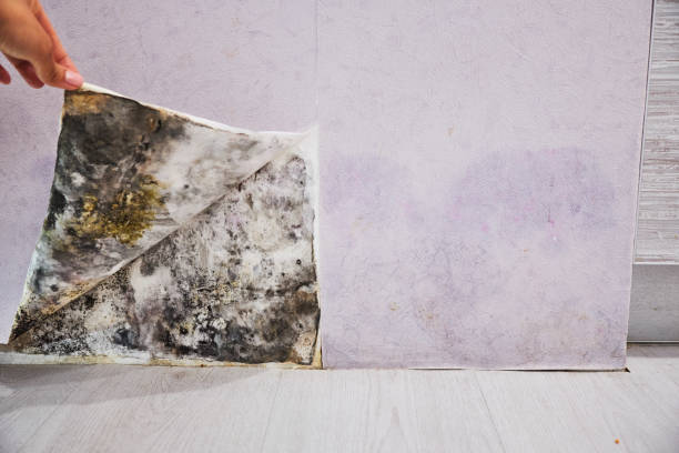Best Attic Mold Removal  in Tarrytown, NY